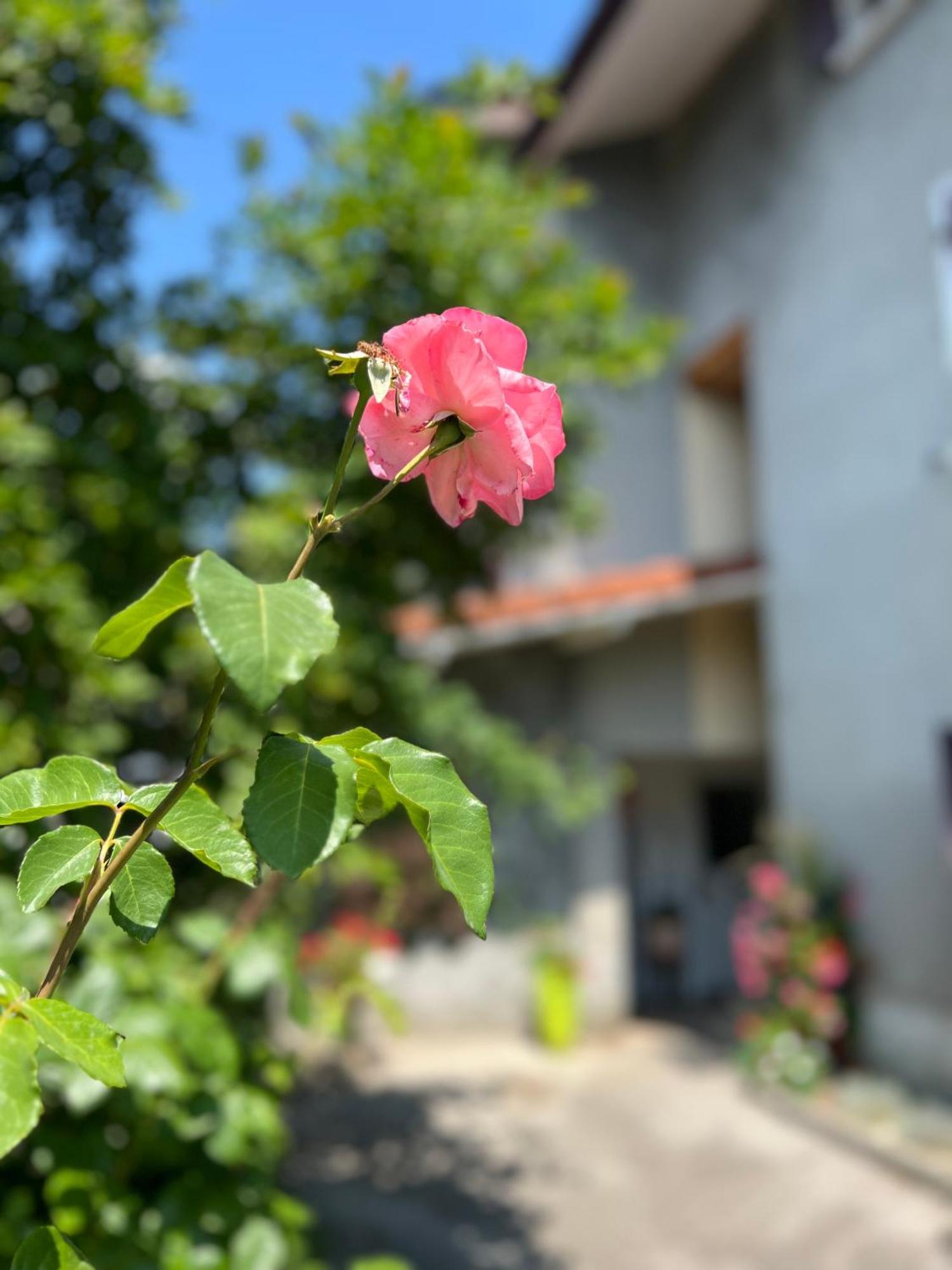 La Branche Du Cerisier Apartment Annecy Luaran gambar